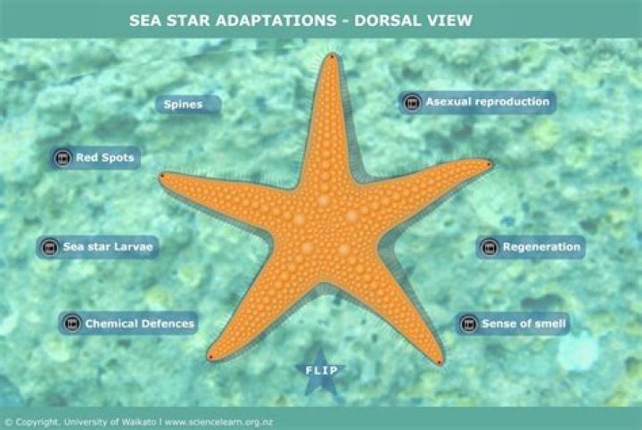 How does a starfish survive?