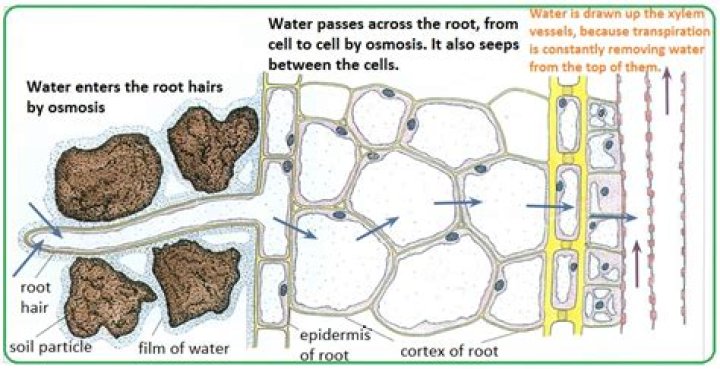 How does water enter a plant?