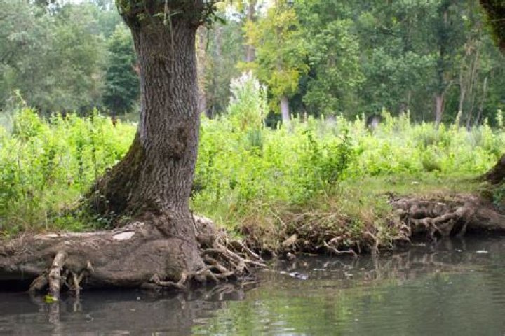 How far do ash tree roots spread?
