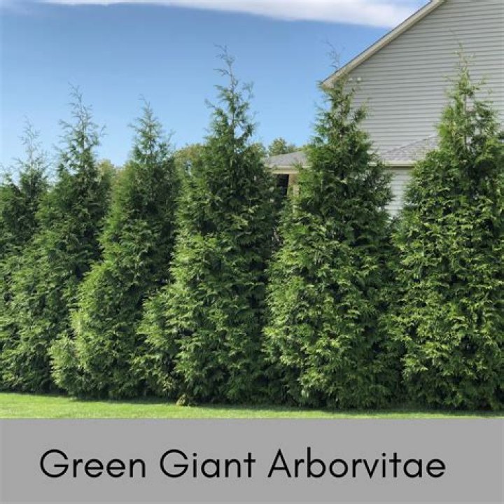 How far from my fence Should I plant Green Giant arborvitae?
