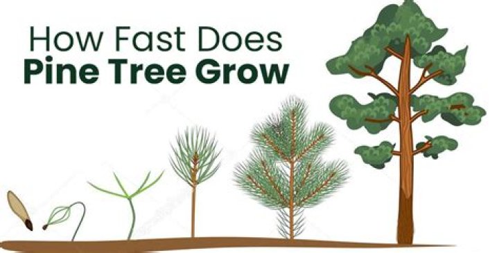 How fast do Canary island pines grow?