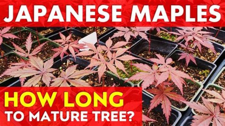 How fast does a lace leaf maple grow?