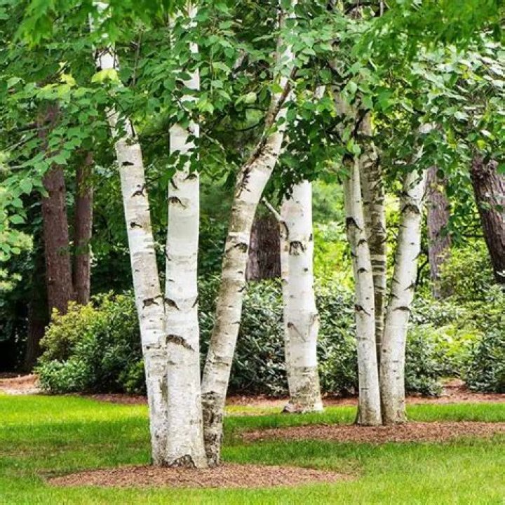How fast does a paper birch grow?