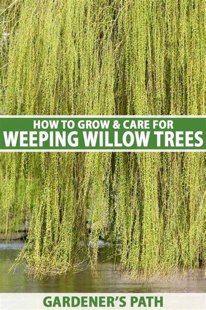 How fast does a weeping sequoia grow?