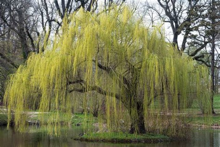 How fast does a weeping willow grow per year?