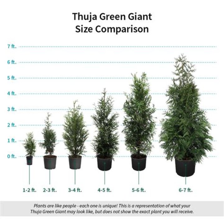 How fast does Thuja Green Giant grow?