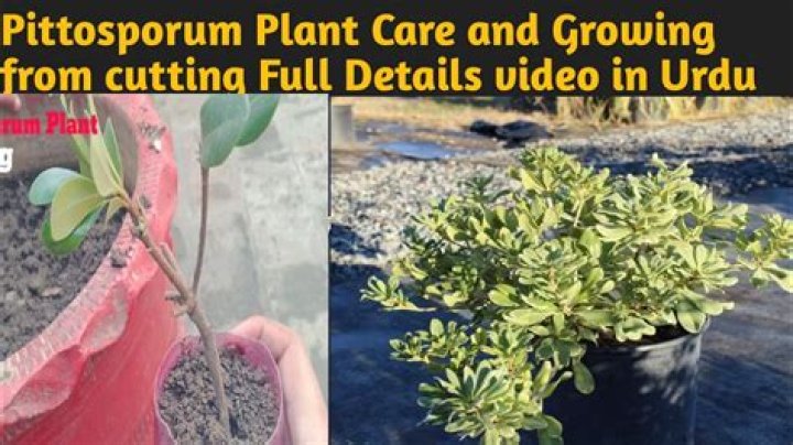 How high does Pittosporum grow?