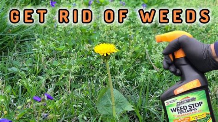 How long after spraying weeds do they die?