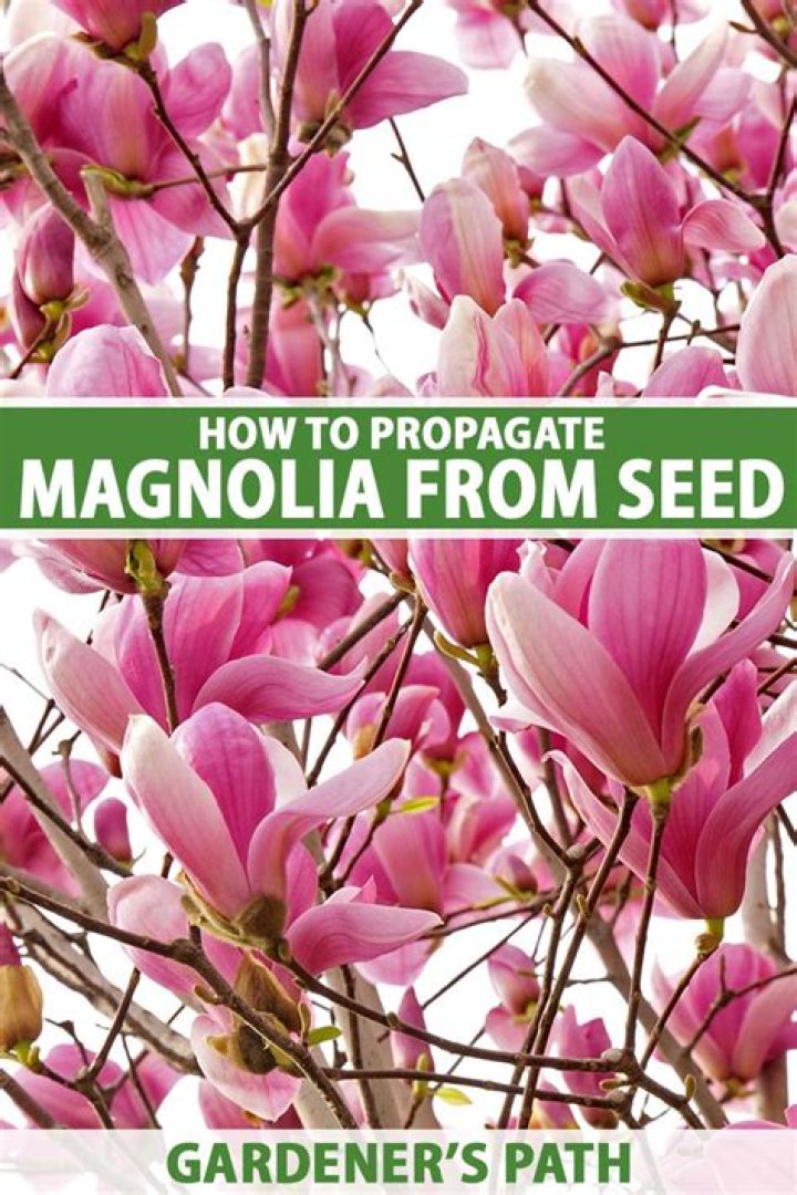 How long are magnolia seeds viable?