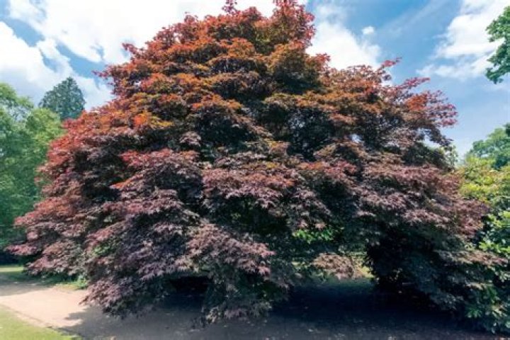 How long do copper beech trees live for?