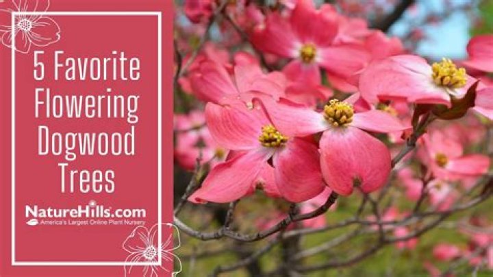 How long do dogwood trees normally live?