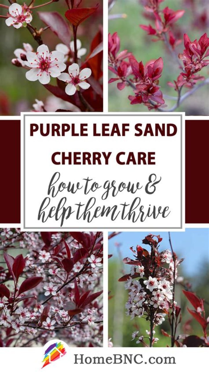 How long do purple leaf sand cherries live?