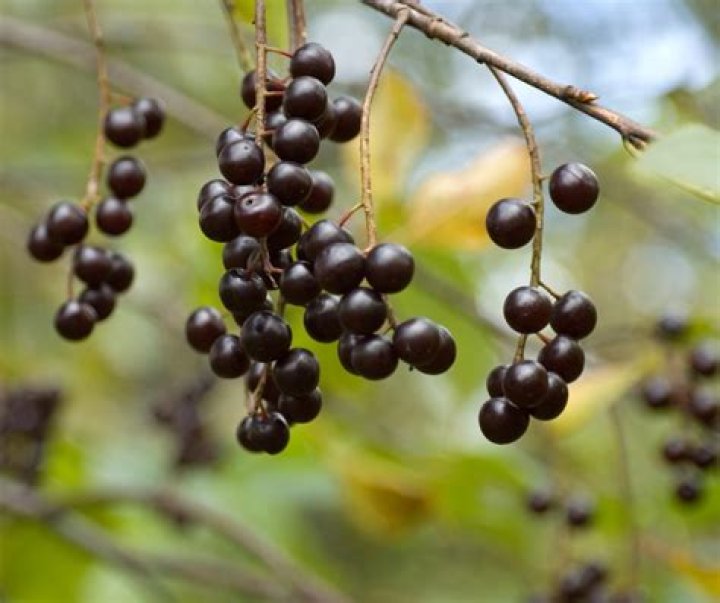 How long do Schubert chokecherry trees live?