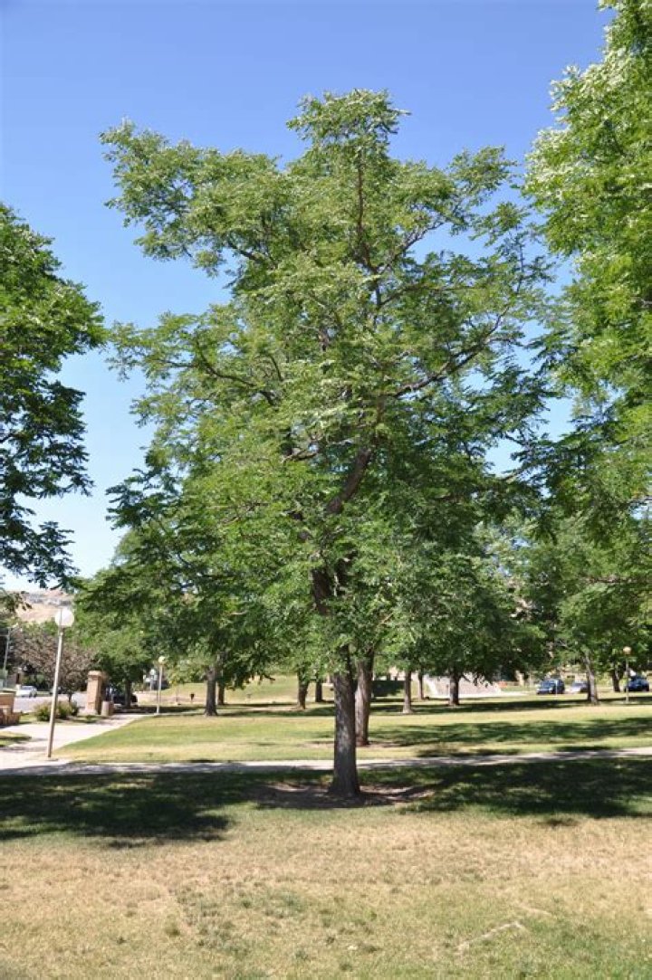 How long do Shademaster locust trees live?