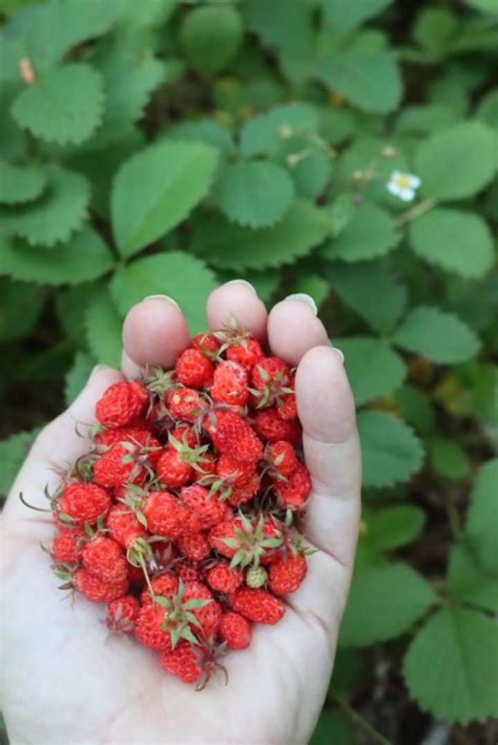 How long do wild strawberries last?
