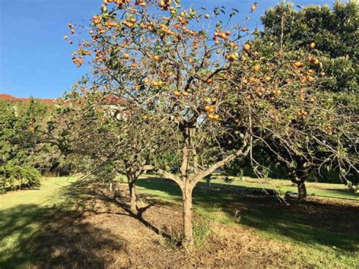 How long does it take a persimmon tree to mature?