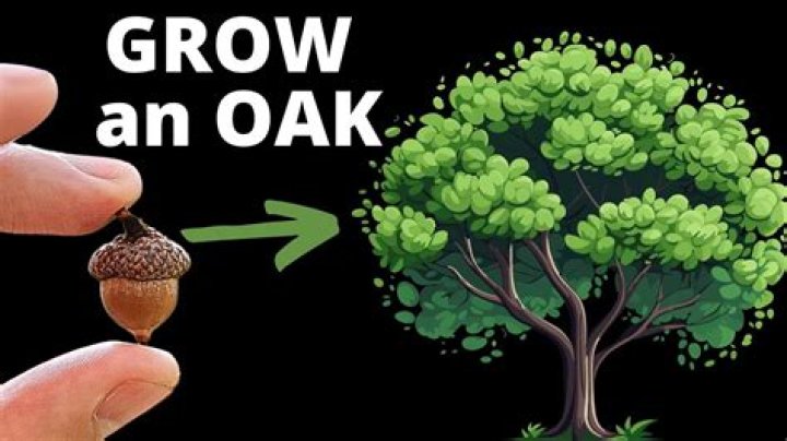 How long does it take an acorn to grow into an oak tree?