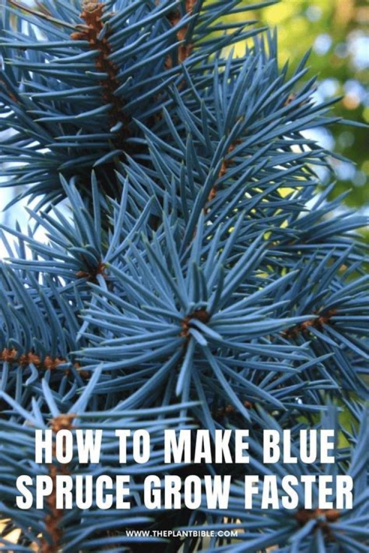 How long does it take for a blue spruce to grow?