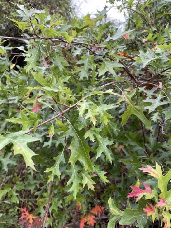 How long does it take for a pin oak tree to mature?