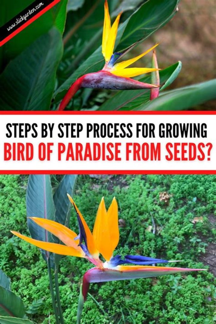 How long does it take for giant bird of paradise to grow?