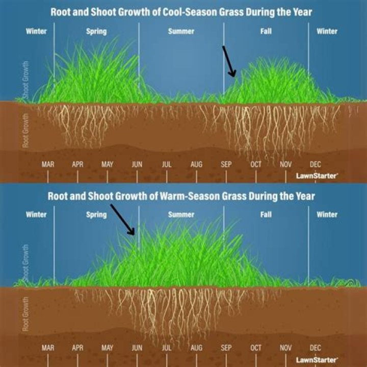How long does it take for grass to grow back after dying?