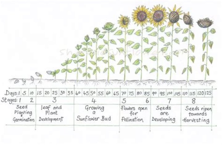 How long does it take for sunflowers to grow after planting?