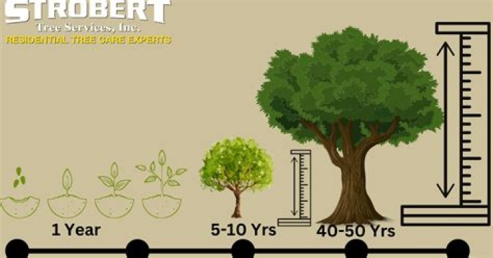 How many years does it take for an oak tree to fully grow?