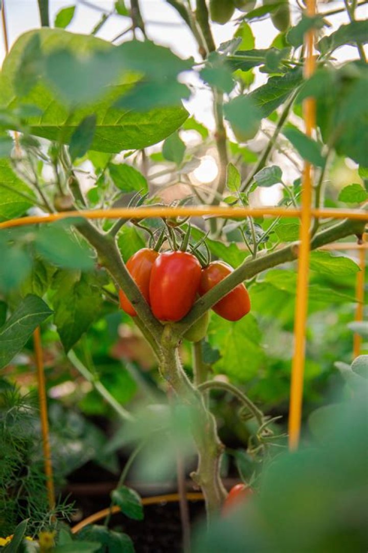 How much direct sunlight do tomato plants need?