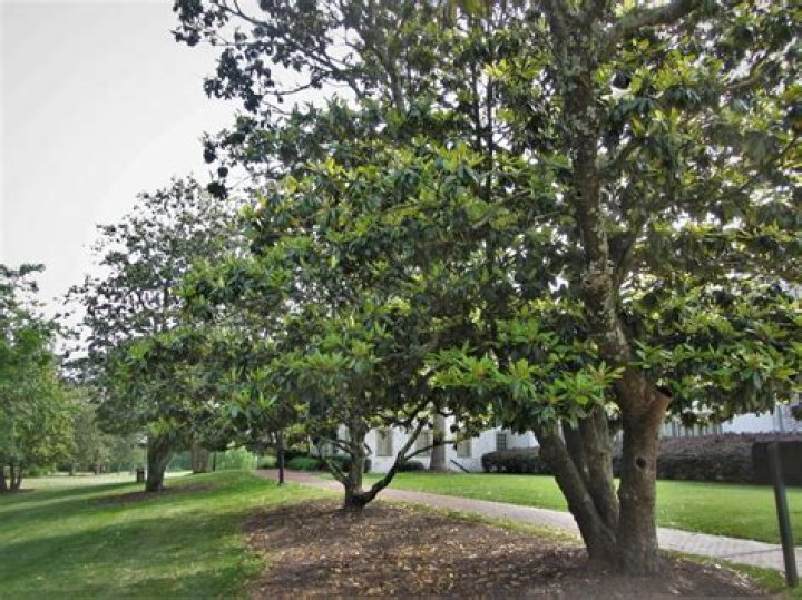 How much does a large magnolia tree cost?