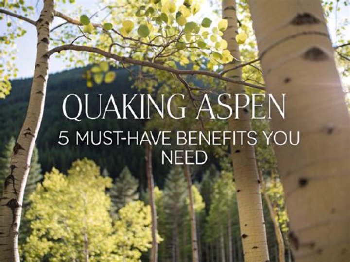 How much does a quaking aspen tree cost?