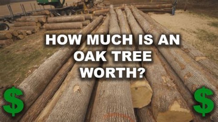 How much is a large oak tree worth?