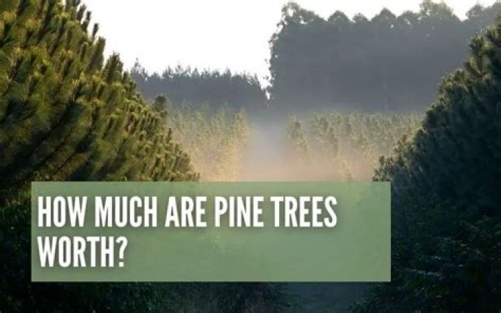 How much is a single pine tree worth?
