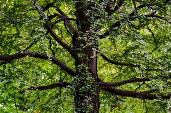 How much is an acre of black walnut trees worth?