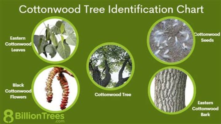 How much is cottonwood trees worth?