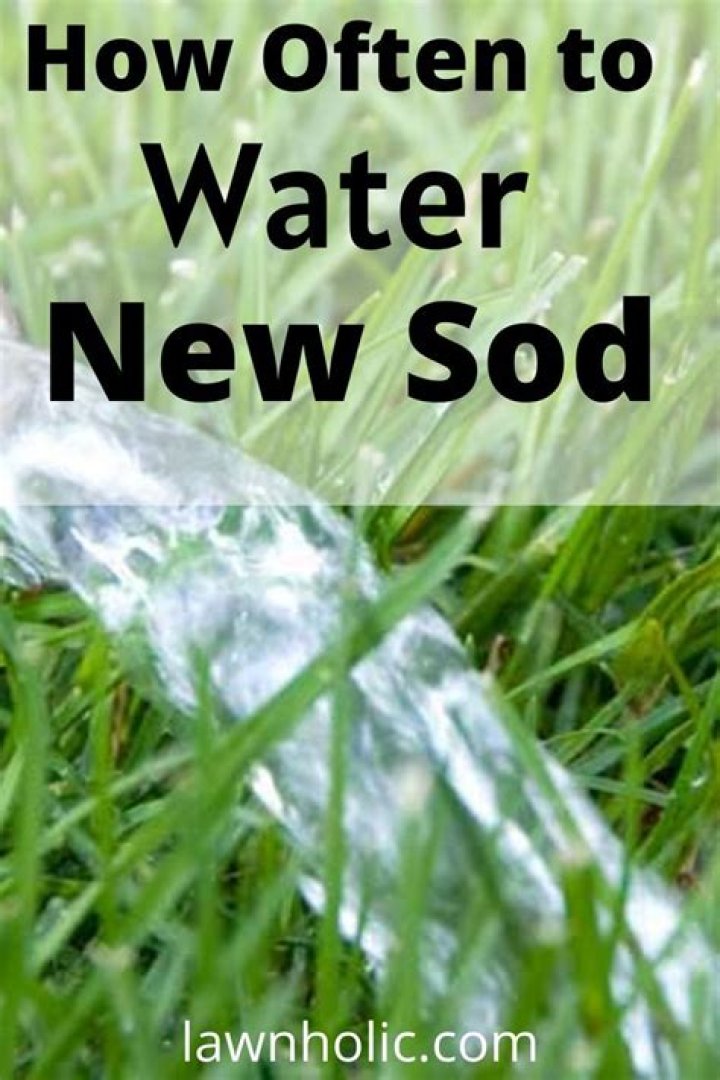 How often should I water newly planted grass seed?