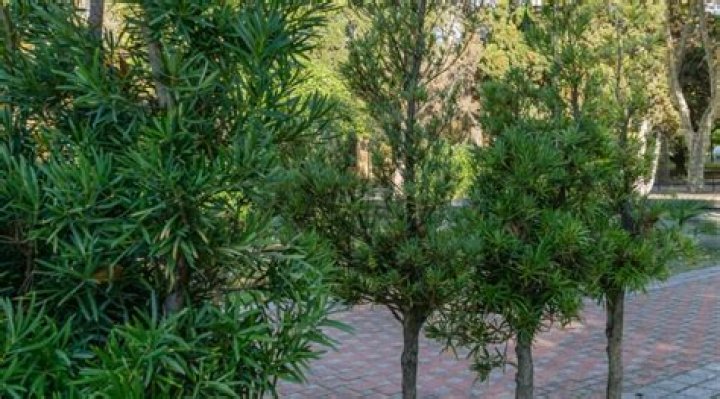 How often should Podocarpus be watered?