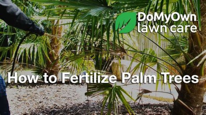 How often should you fertilize palm trees in Florida?