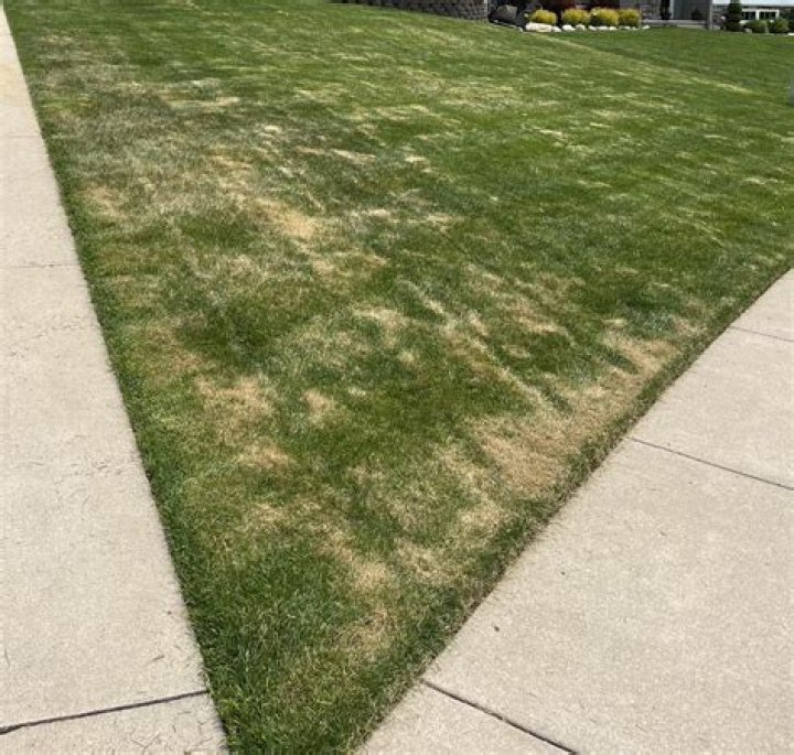 How often should you water a struggling lawn?
