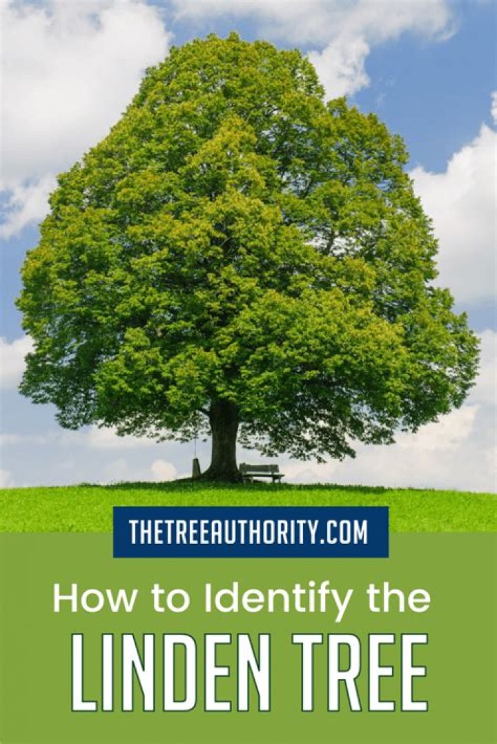 How old are linden trees supposed to be?