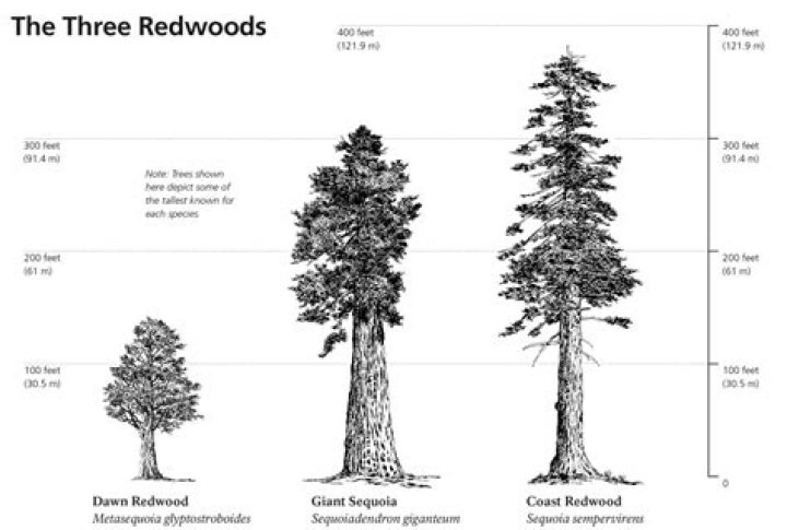 How old are old-growth redwood trees?