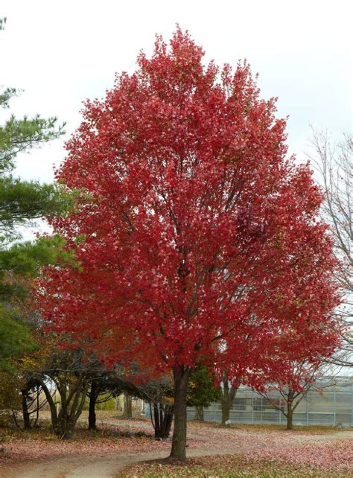 How old do red maple trees get?