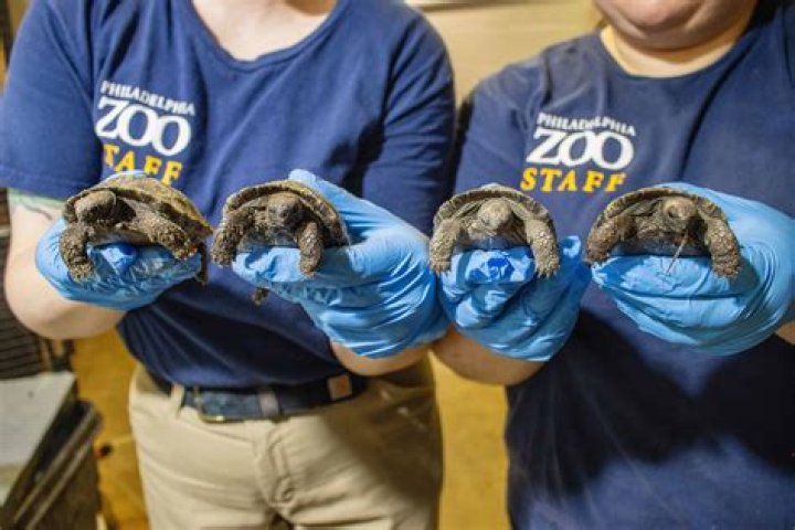 How old do you have to be to volunteer at the Philadelphia Zoo?