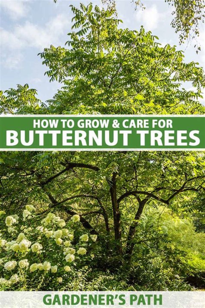 How old does a butternut tree have to be to produce Butternuts?