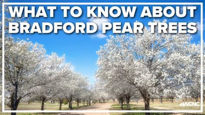 How old is a Bradford pear tree before it dies?