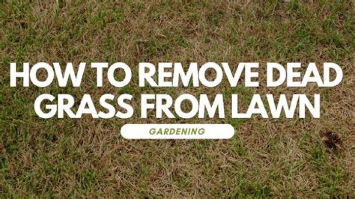 How short can you cut grass without killing it?