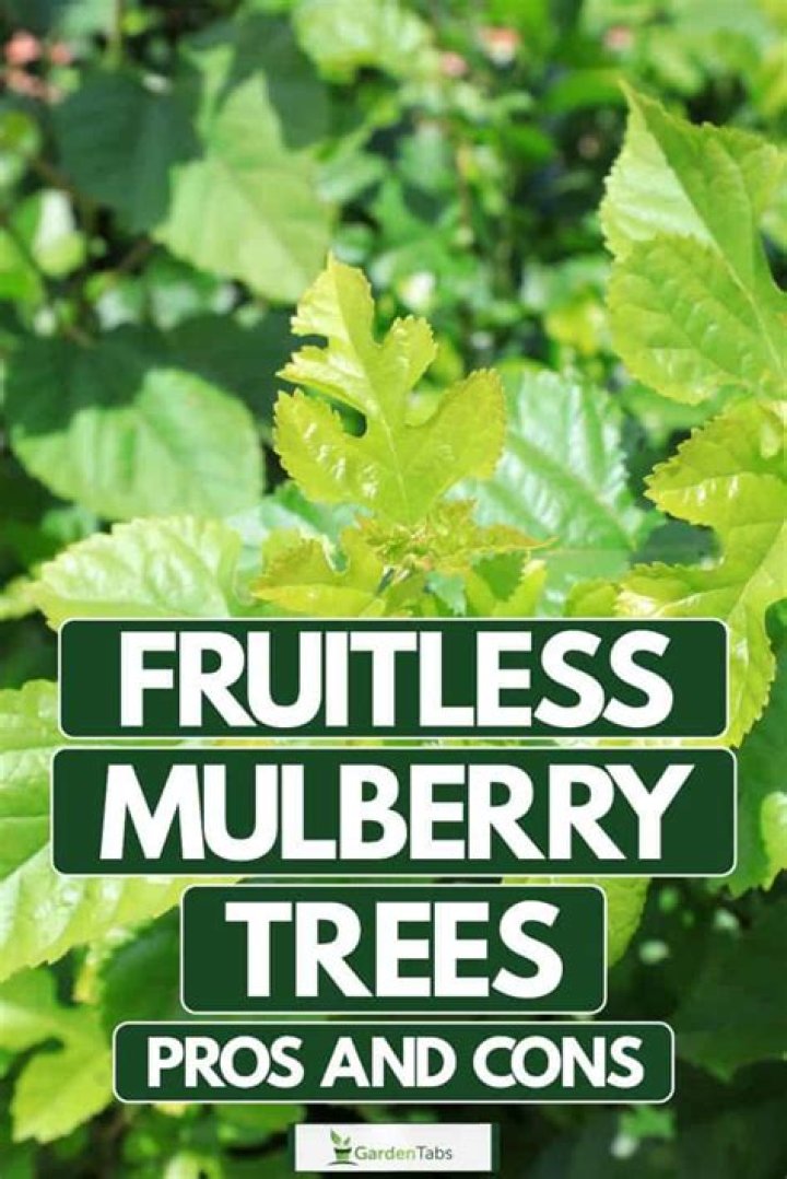 How tall do fruitless mulberry trees get?