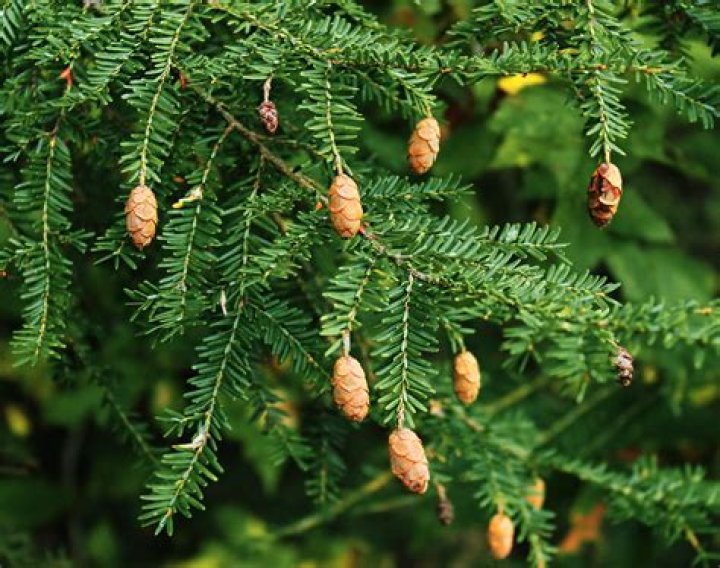 How tall do western hemlocks grow?