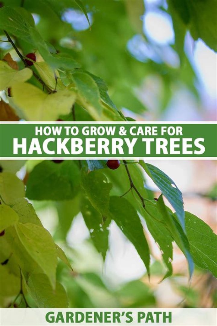 How tall does a hackberry tree grow in a year?
