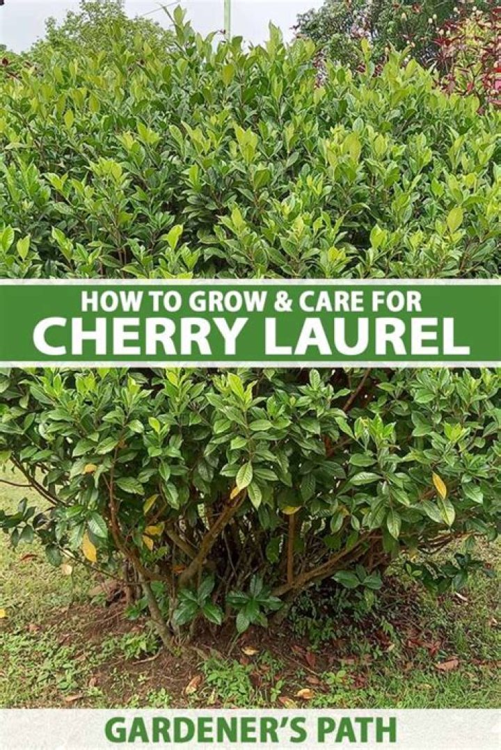 How tall does a SCHIP cherry laurel get?