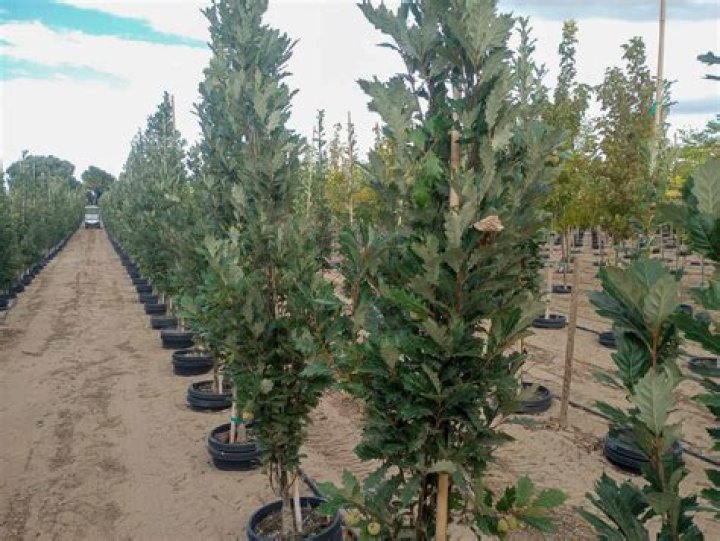 How tall does a Skyrocket Oak Tree grow?